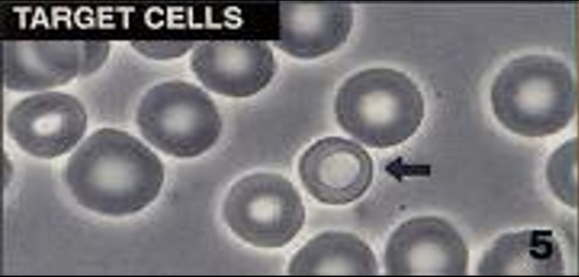 Etude de cellules vivantes- Cellules cibles Etude de cellules vivantes- Cellules cibles
