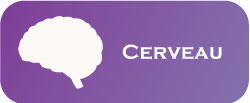 cerveau-ICON