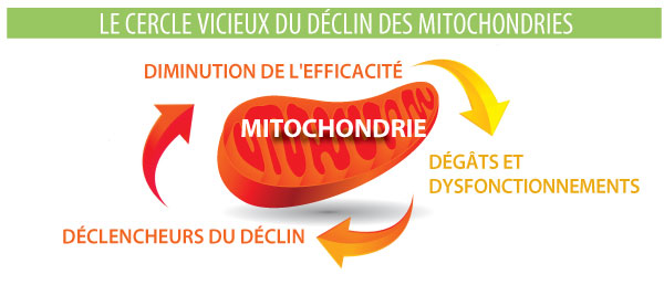 Dysfonction des mitochondries